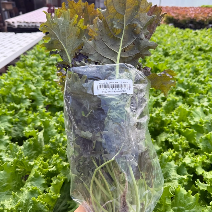 Living kale