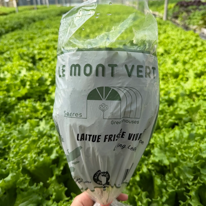 Laitue Frisée vivante