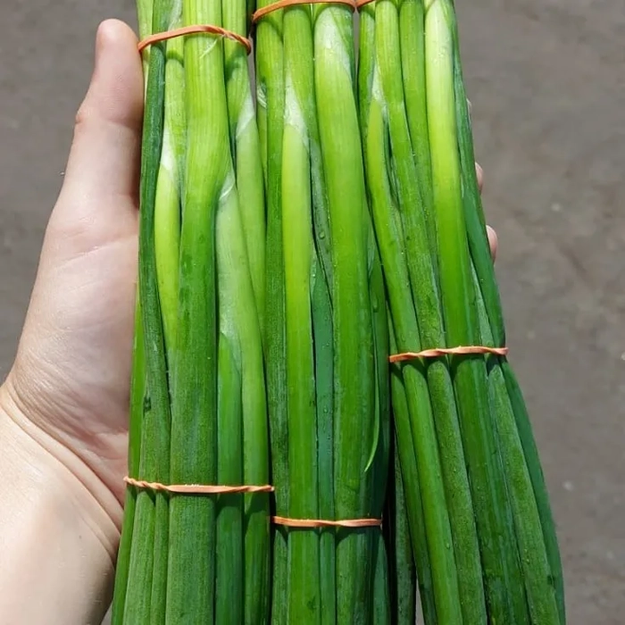 oignon vert (échalote)