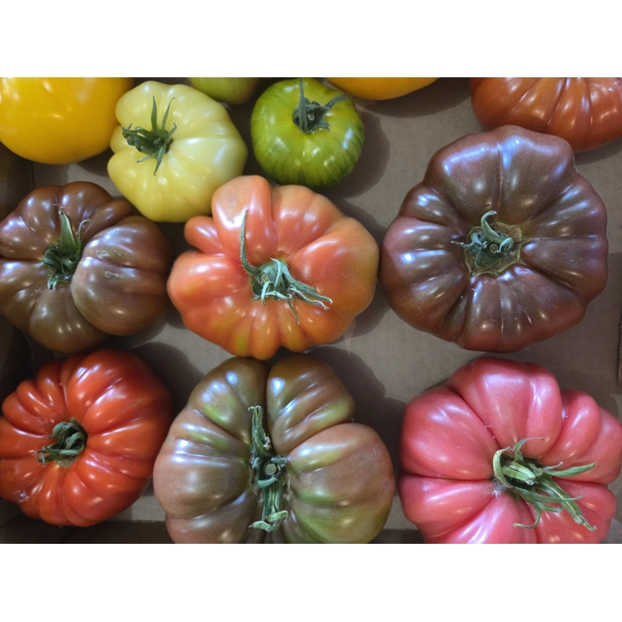 Tomates