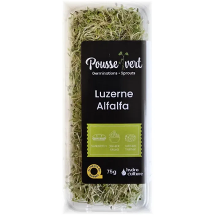 Alfalfa sprouts