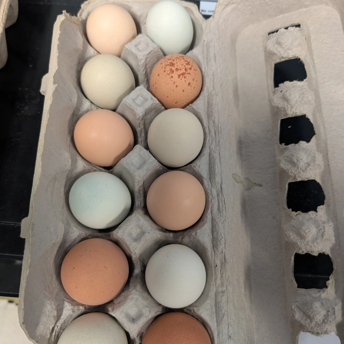 Oeufs de poules élevées en plein air