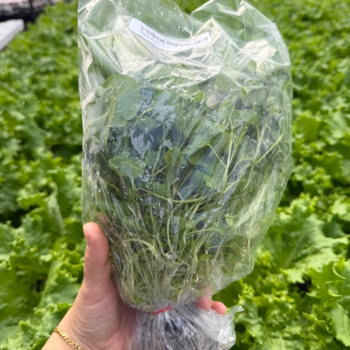 Living watercress