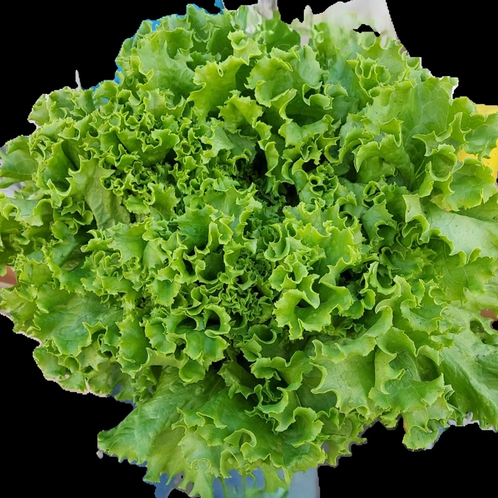 laitue frisée verte