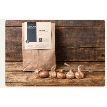 Quebec saffron bulbs