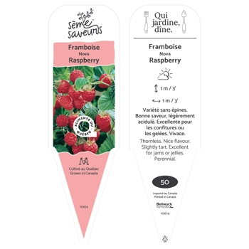 Nova Raspberry plant