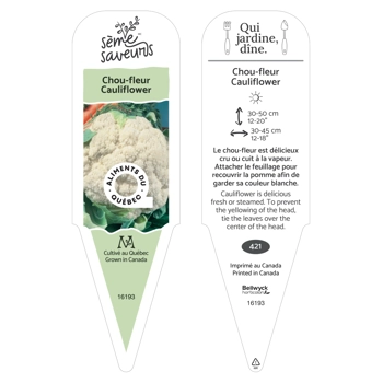 Plant de Choux-fleurs