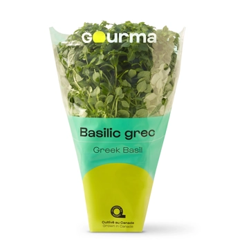 Plant de basilic grec