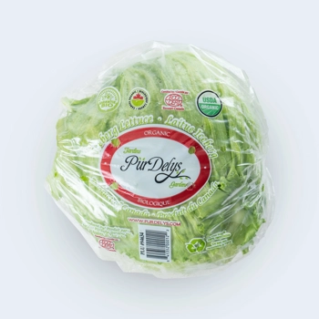Laitue iceberg biologique