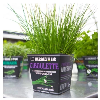 Plant de Ciboulette