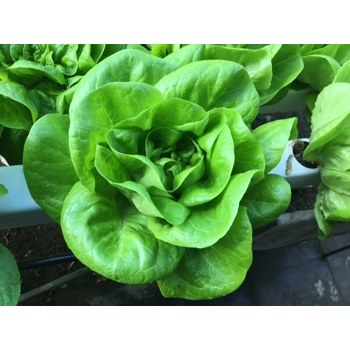 Laitue Boston verte vivante