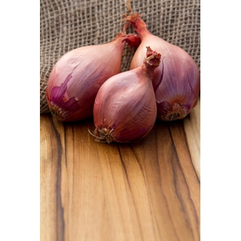 Échalote Française biologique