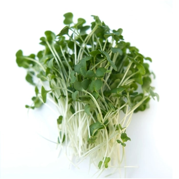 Micropousses de Brocoli