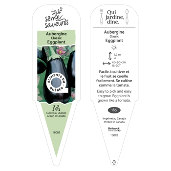 Plant de Aubergine Classic