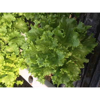 Laitue Verte Frisée Vivante