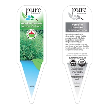 VERVEINE CITRONÉE BIOLOGIQUE EN POT