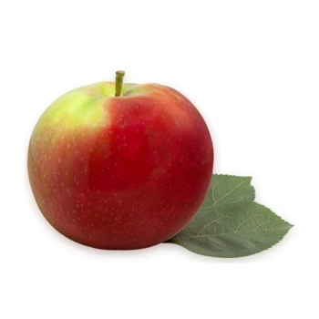 Pommes McIntosh  bio