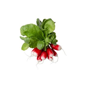 Radis Déjeuner Français - Bouquet