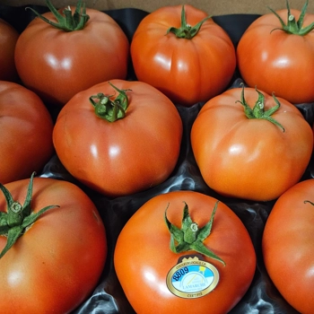 Tomate rouge de serres