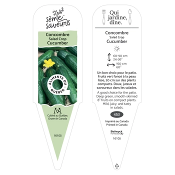 Plant de concombre Salad Crop