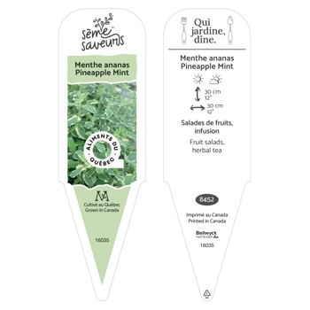 Plant de Menthe ananas