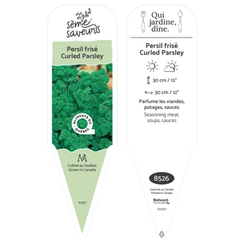 Curled Parsley plant