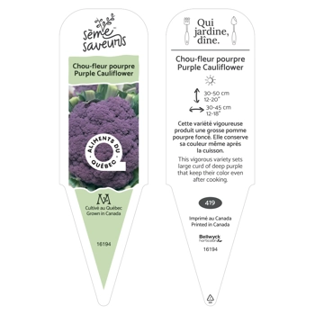 Plant de Choux-fleurs pourpre