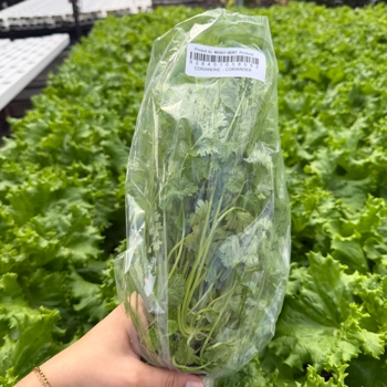 Living cilantro