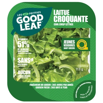 Laitue croquante