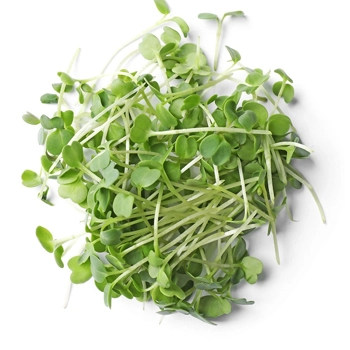 Micropousses de Roquette