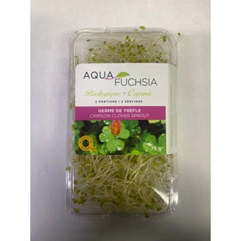Germe de trèfles biologique