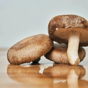Shiitake déshydraté