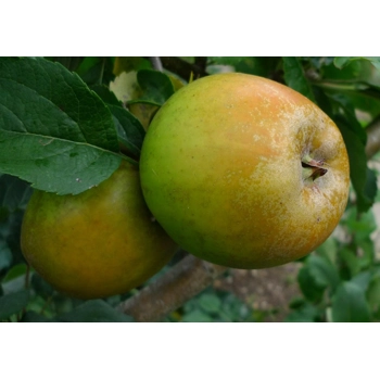 pomme golden russet