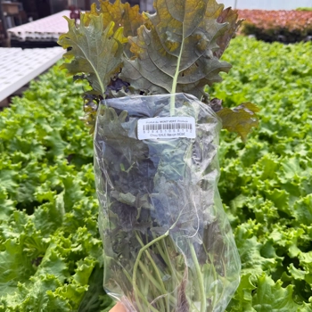 Living kale