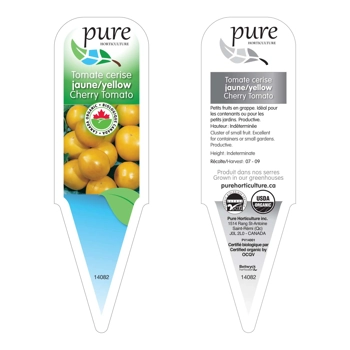 TOMATE CERISE JAUNE BIOLOGIQUE EN POT