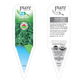 KALE VERT BIOLOGIQUE EN POT