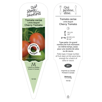 Plant de tomate Little Napoli