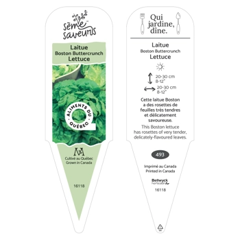 Plant de Laitue Boston
