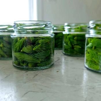 Pickles boréals - pousses d'épinette