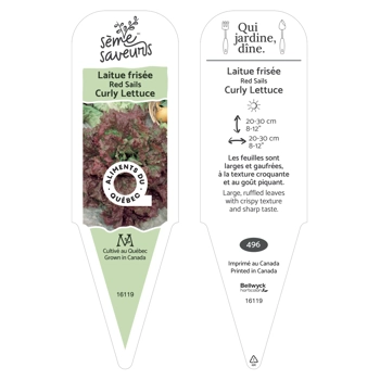 Red Sails Lettuce plant