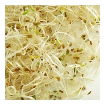 Germe De Luzerne Alfafa