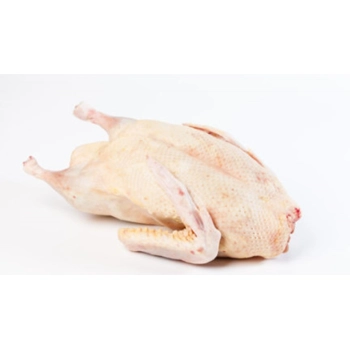 Canard de Barbarie entier