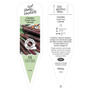 Plant de Carotte Purple Haze