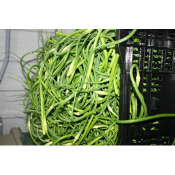 Fresh garlic flowers