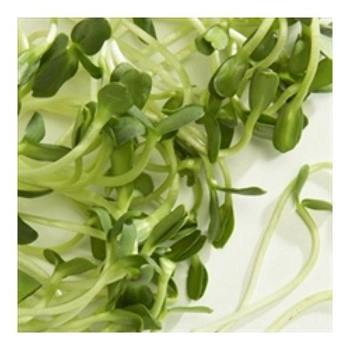 Pousses De Tournesol