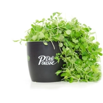Pousse de Roquette (arugula)