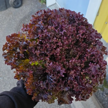 laitue frisée rouge