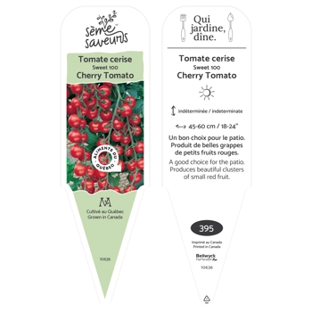 Plant de Tomate cerises Sweet 100