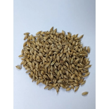 Malt pâle conventionnel