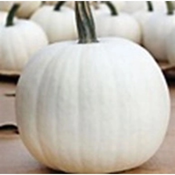 Citrouille Blanche